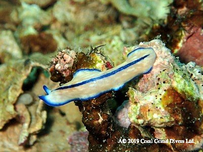 タオ島ヒラムシ