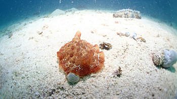 タオ島、水中写真