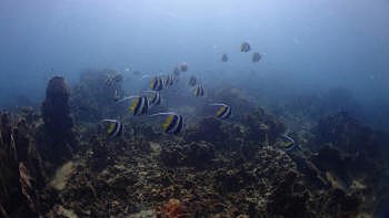 タオ島、水中写真