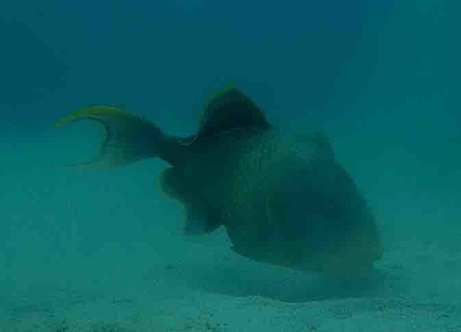 キヘリモンガラ、タオ島