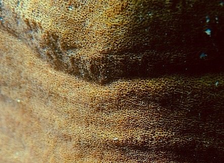 タオ島、水中写真