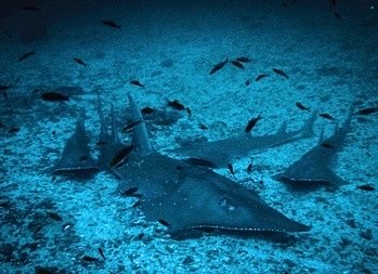 シミランクルーズ、水中写真