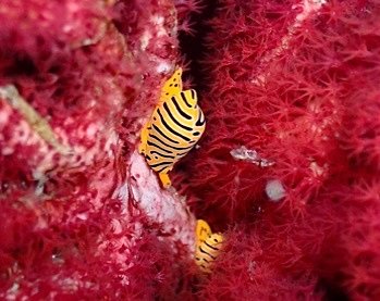 シミランクルーズ、水中写真