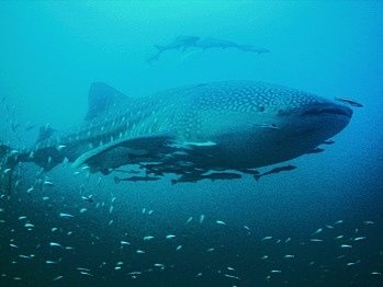 シミランクルーズ、水中写真