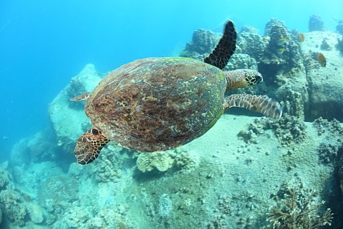 カメ、亀島、タオ島