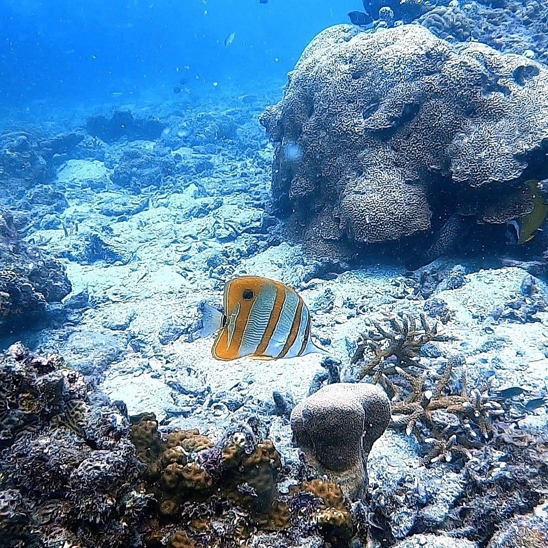 タオ島、海ブログ