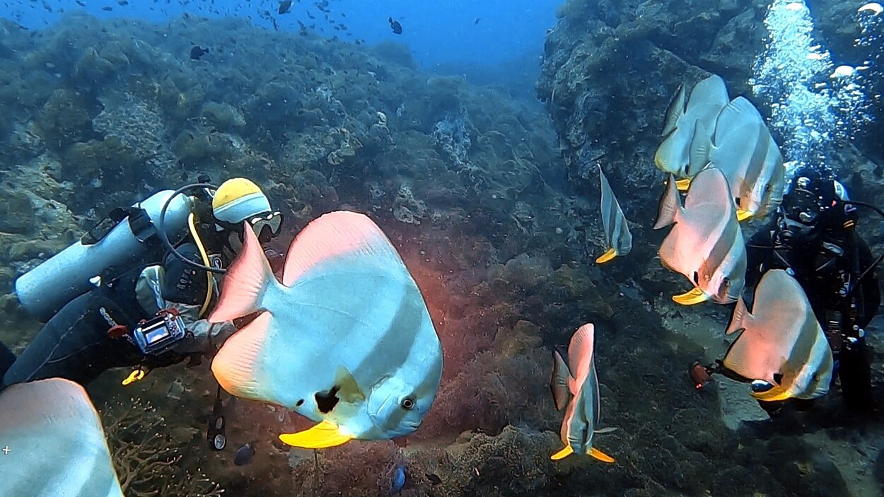 タオ島ファンダイブ
