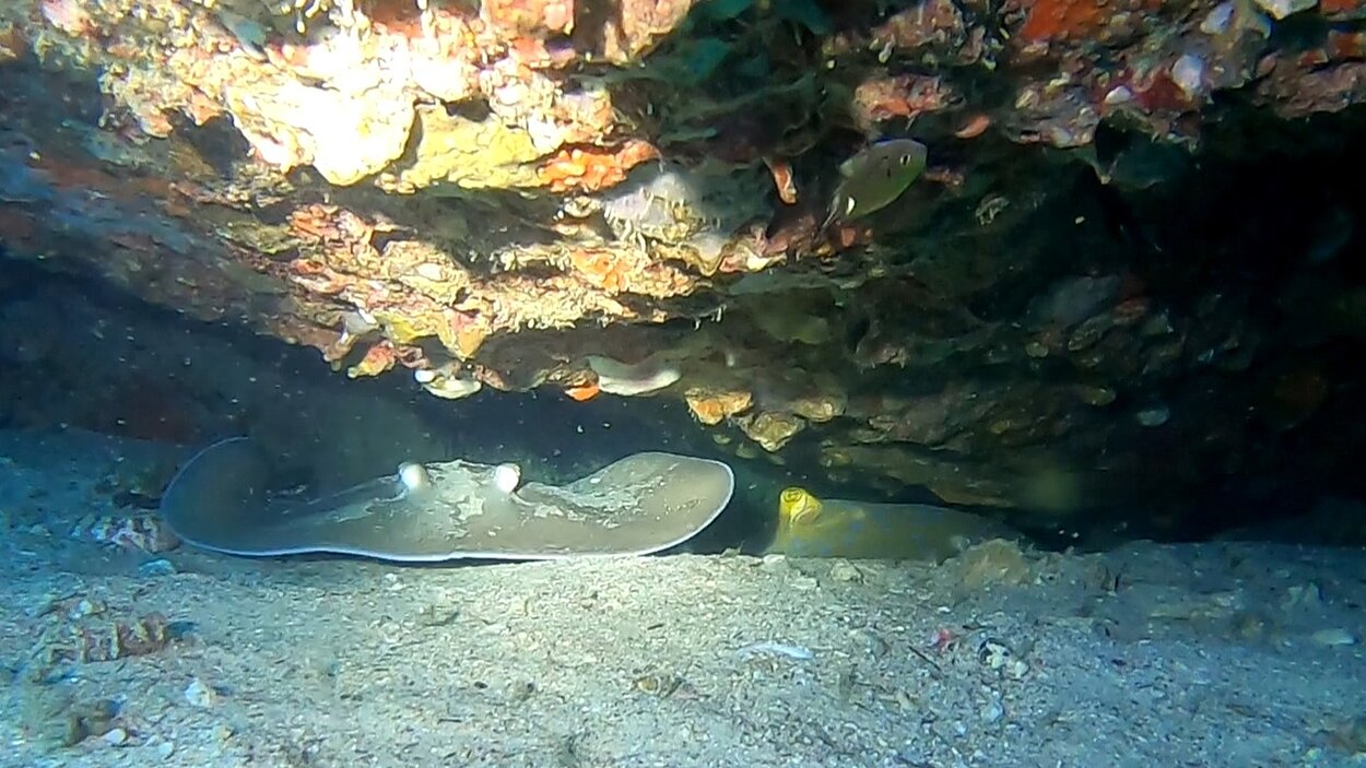 タオ島ダイビング