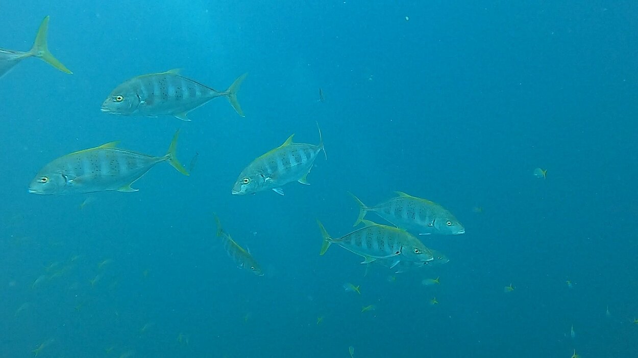 タオ島ダイビング