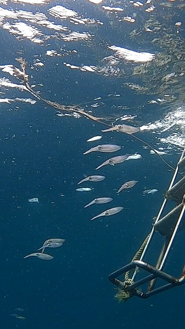 タオ島ダイビング