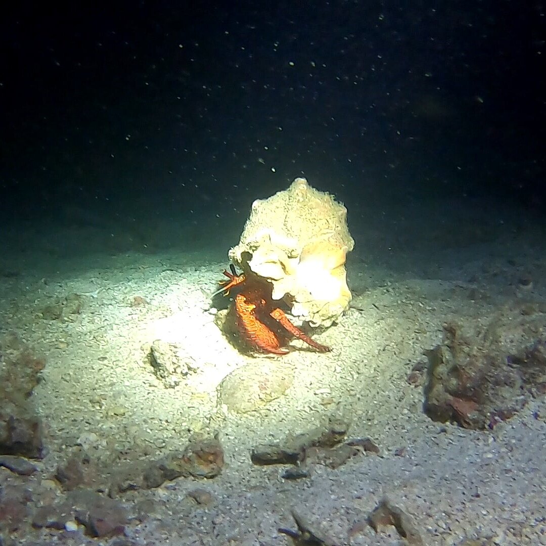 タオ島ダイビング