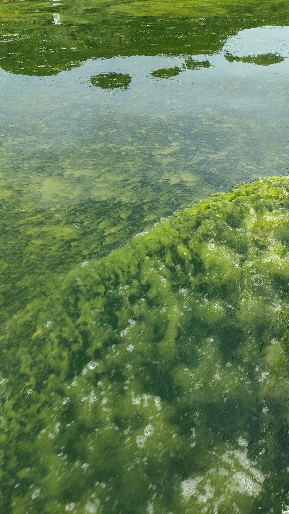 タオ島ダイビング