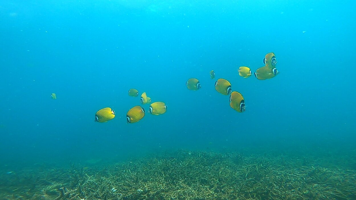 タオ島 ダイビング