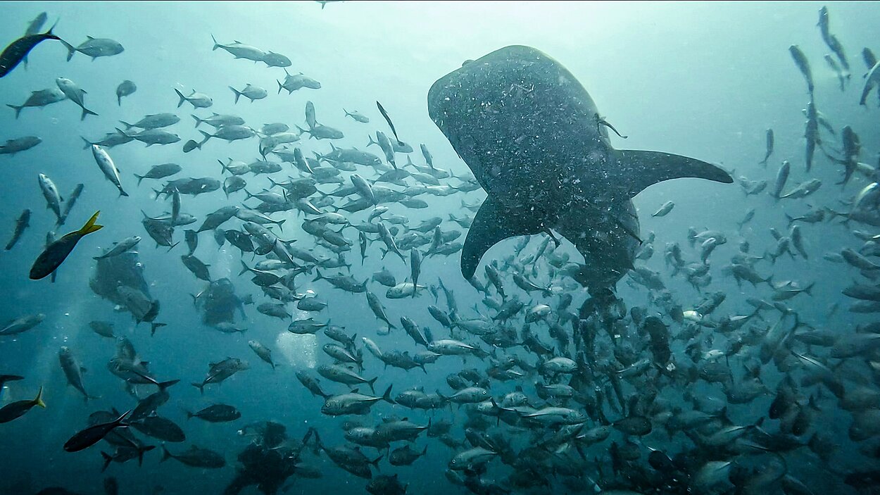 タオ島ジンベエザメ