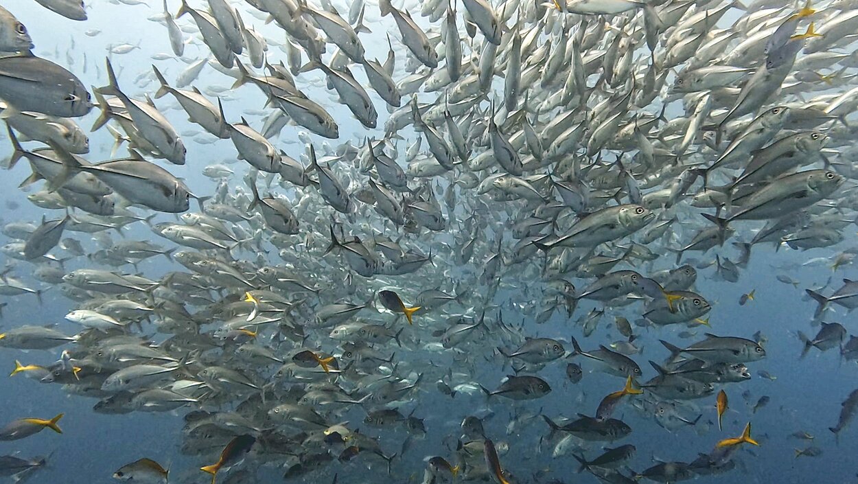 タオ島ダイビング