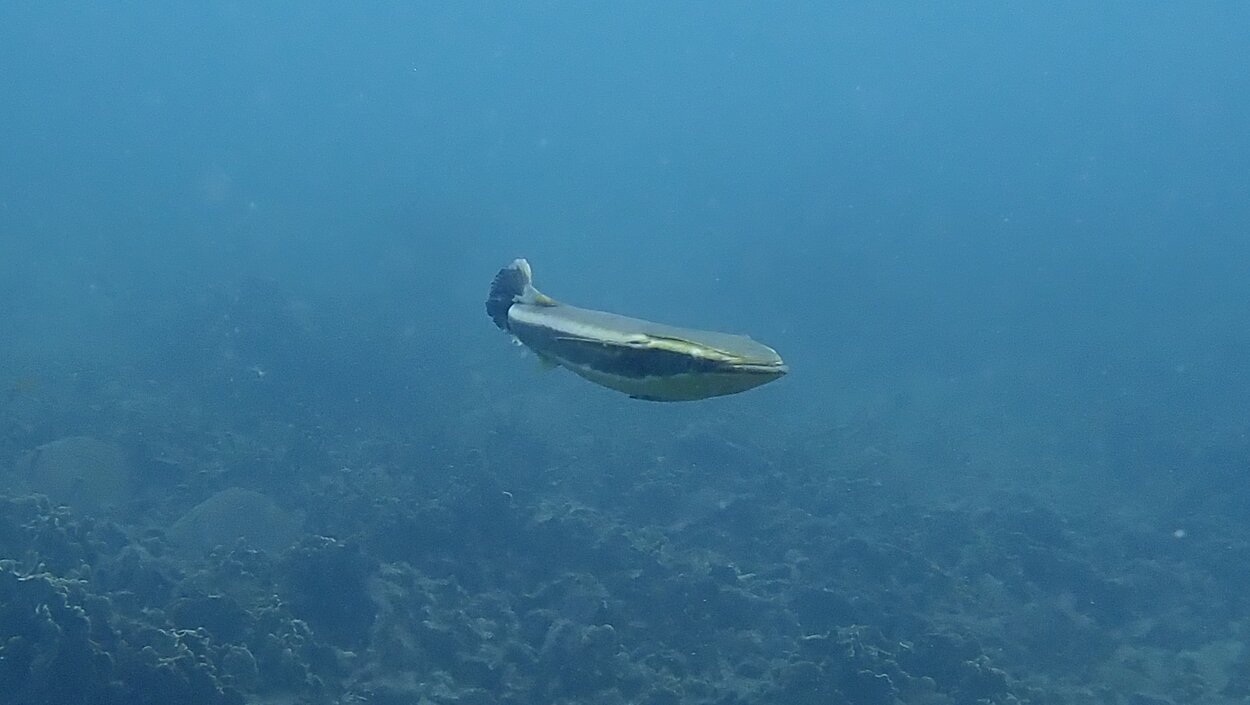 タオ島ダイビング