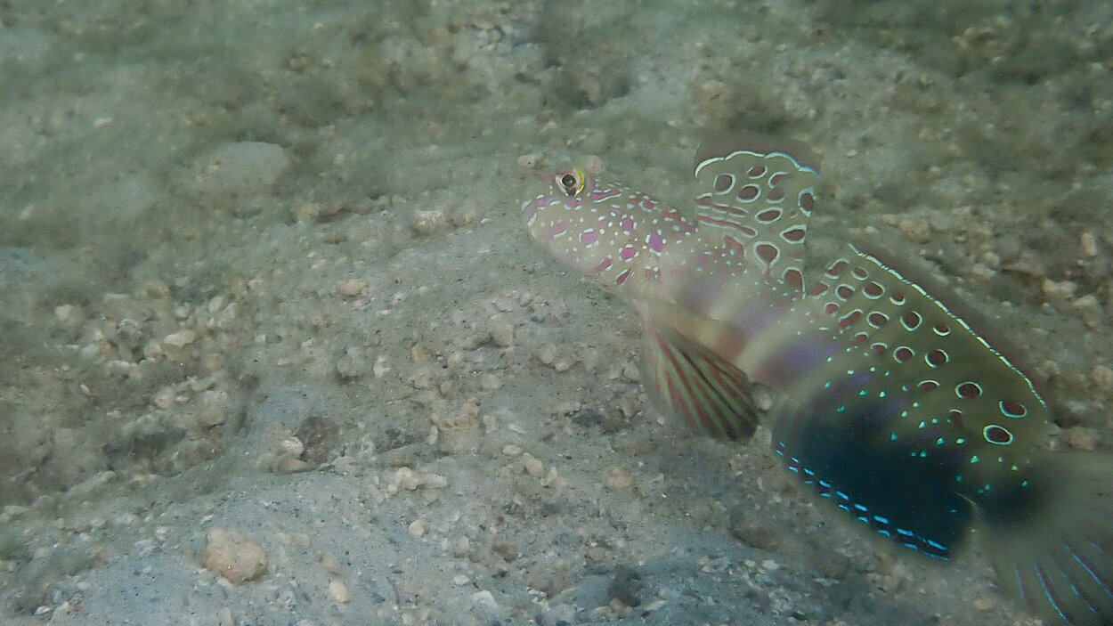 タオ島ダイビング オイランハゼ