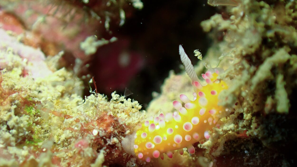 タオ島ダイビング ウミウシ