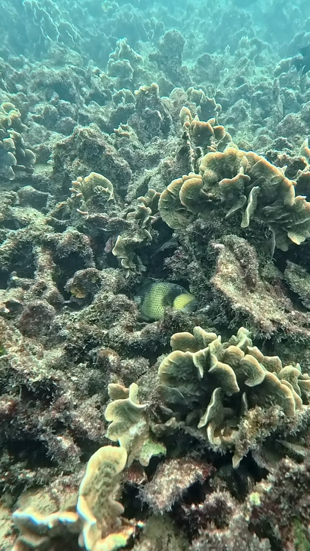 タオ島ダイビング