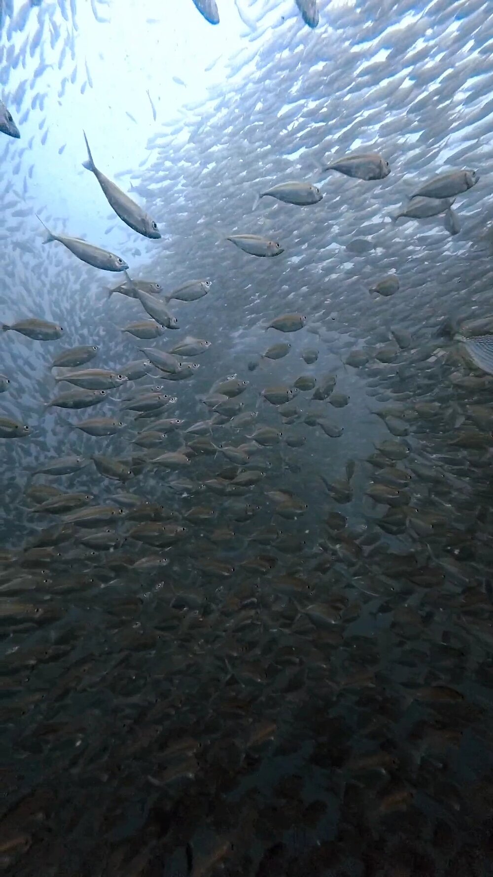 タオ島ダイビング