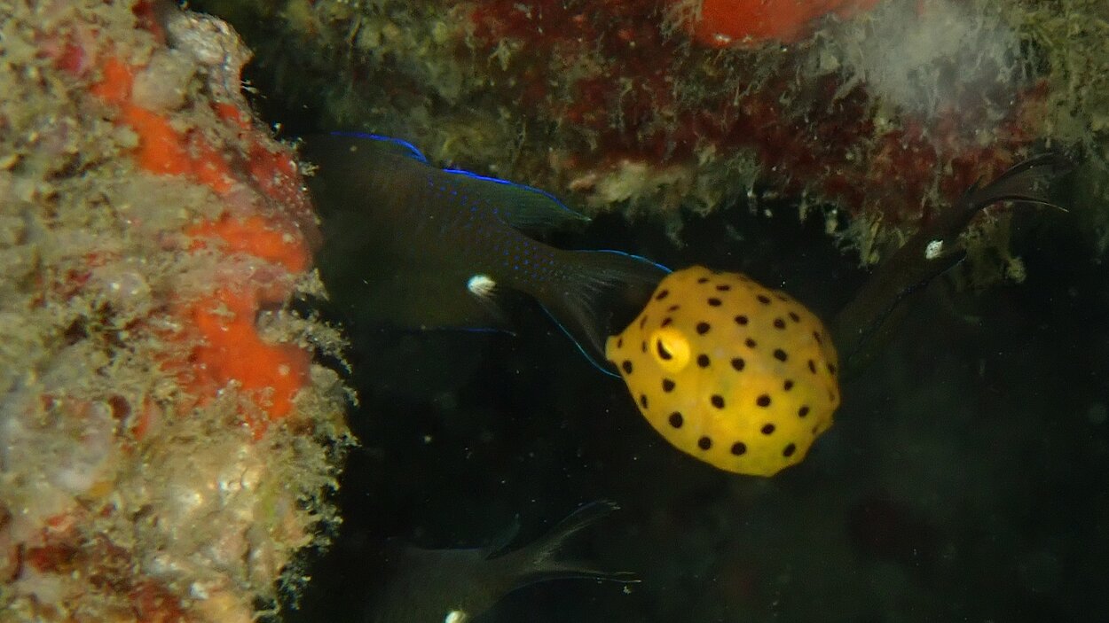 タオ島ダイビング　マクロ