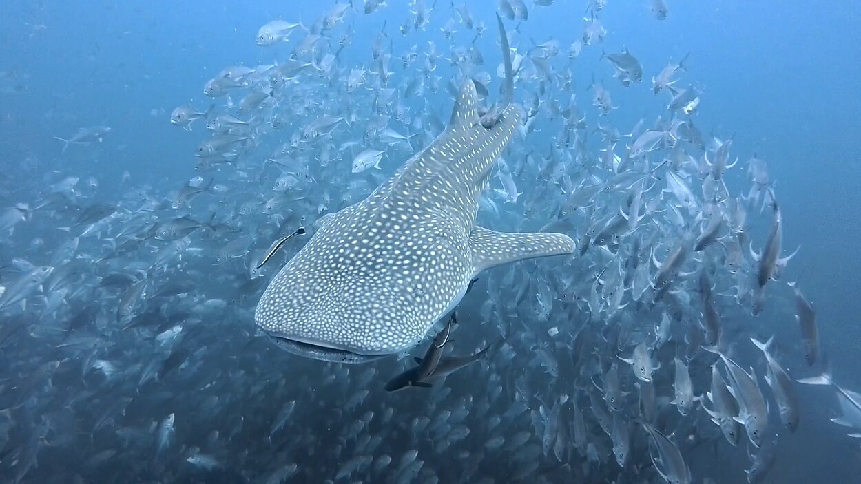 タオ島 ジンベエザメ