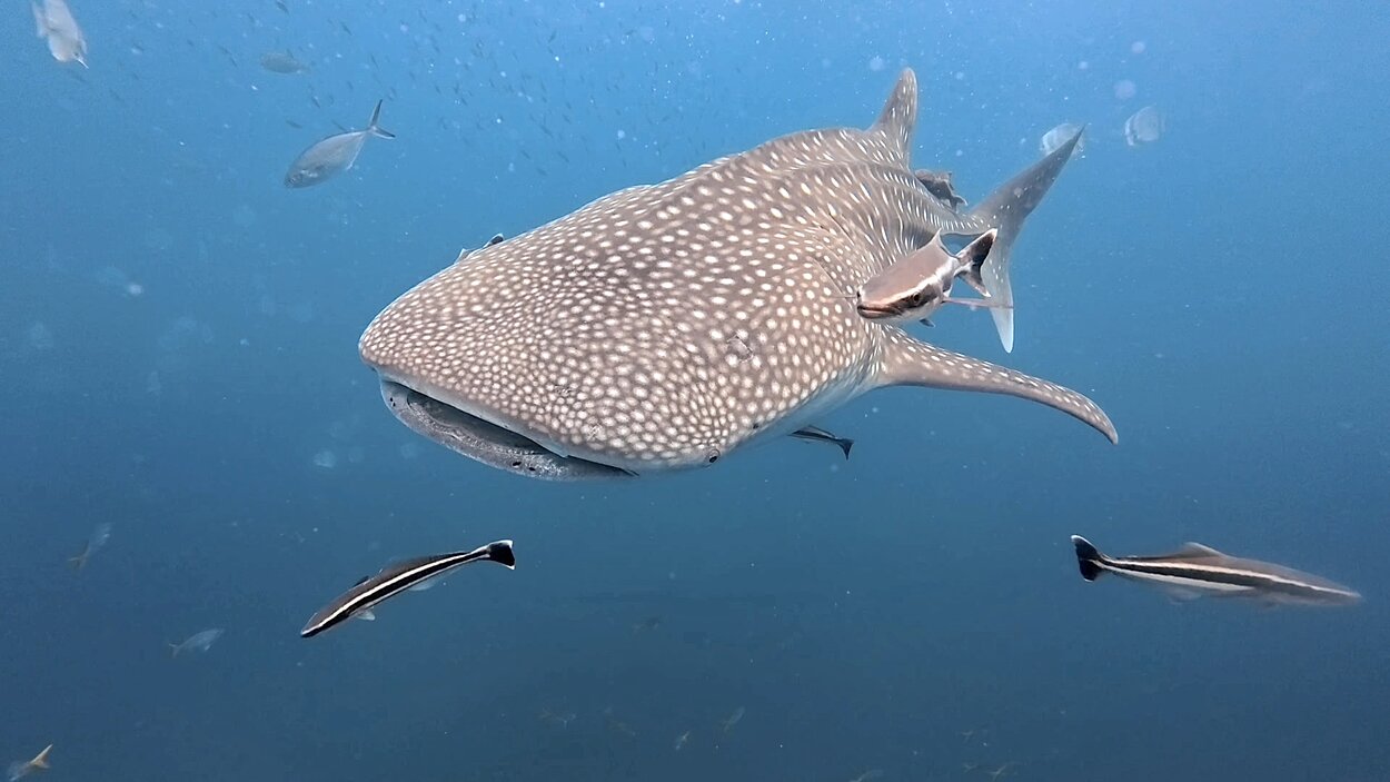タオ島 ジンベエザメ