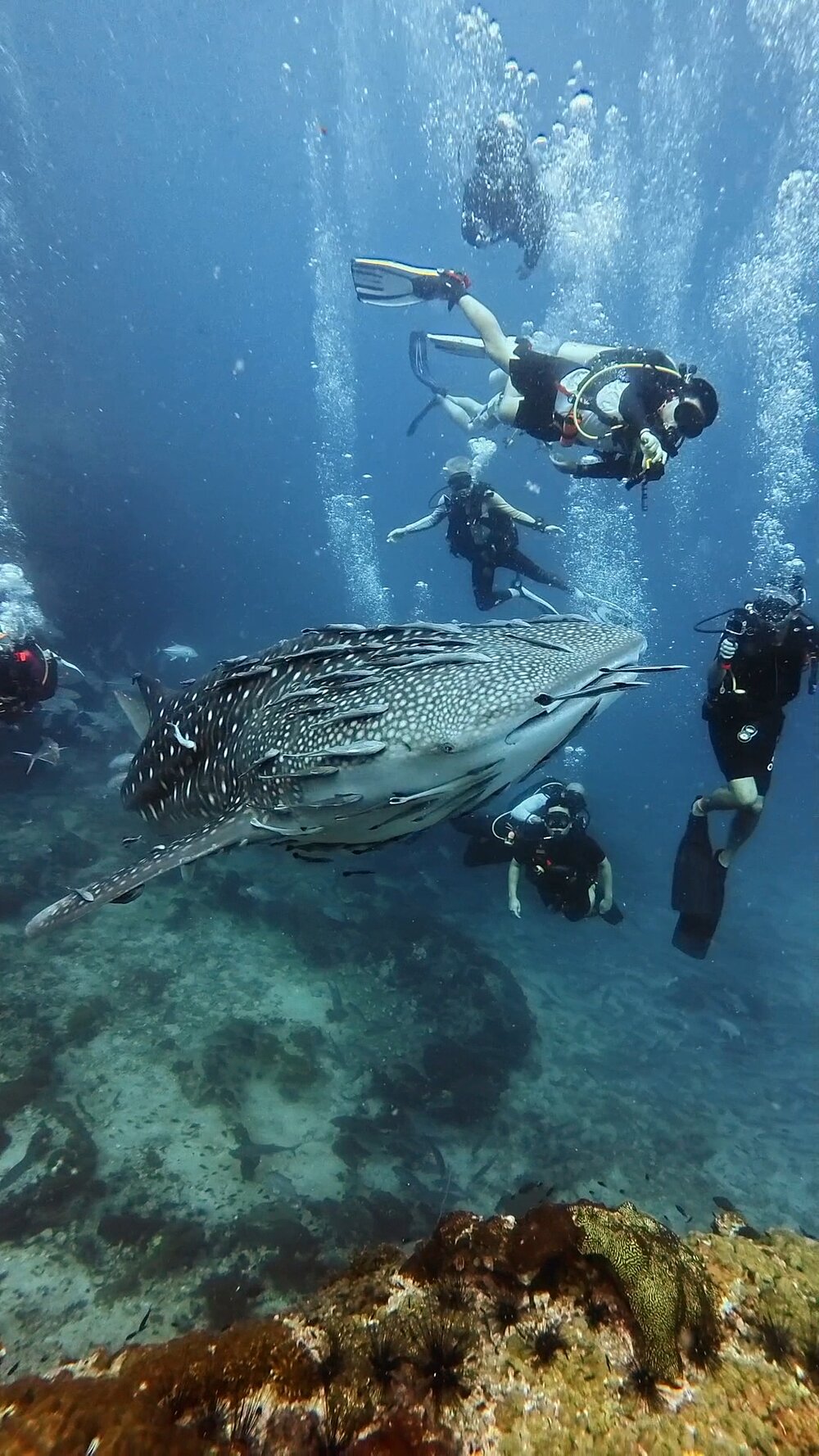 タオ島ジンベエザメ