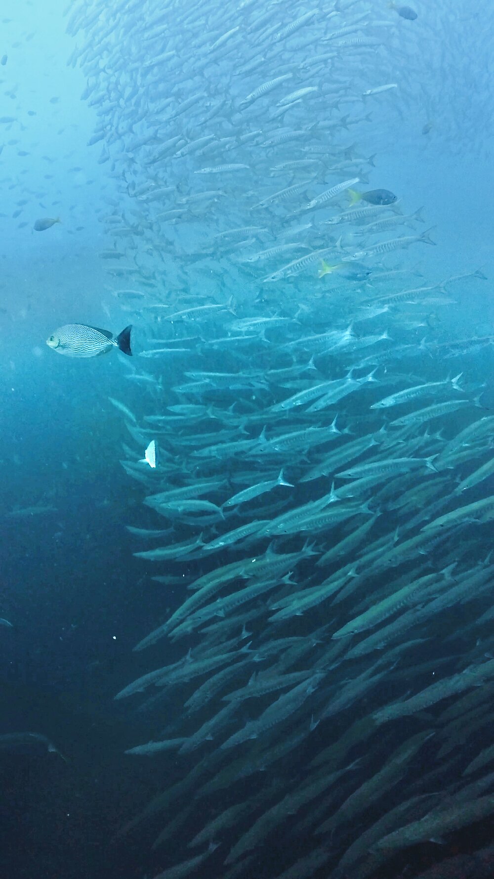 タオ島　シェブロンバラクーダ