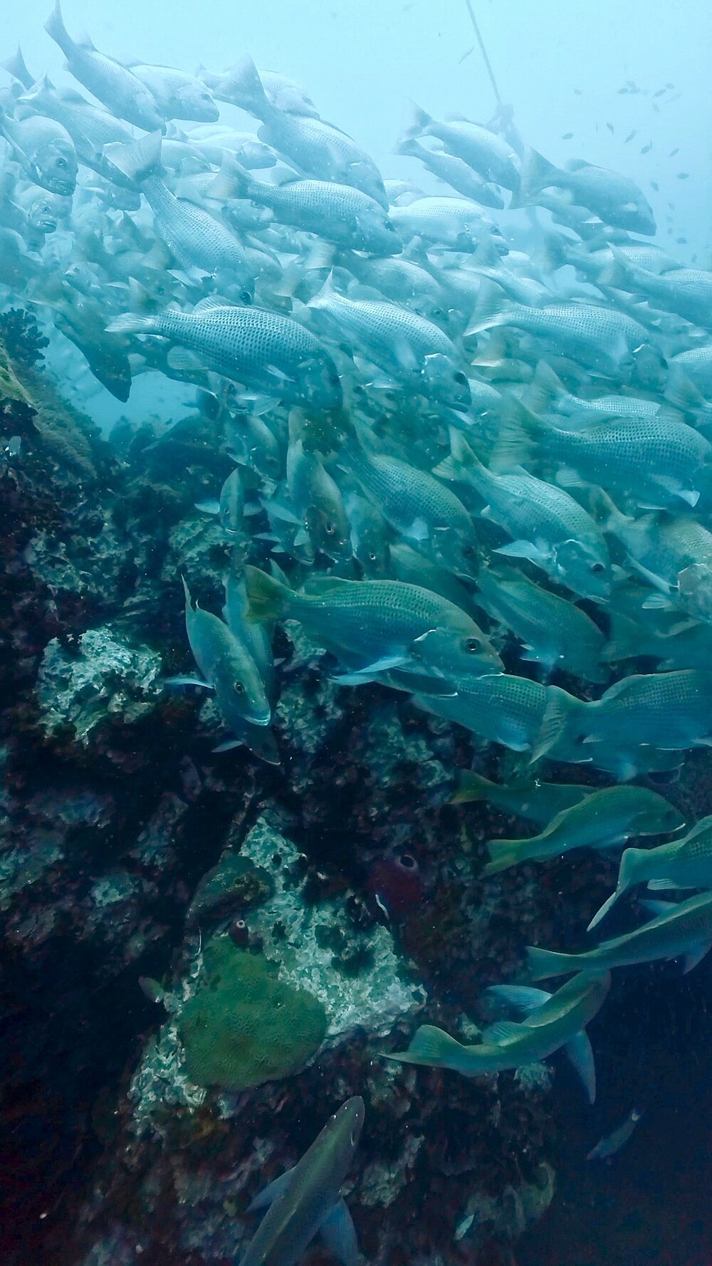 タオ島 ゴマフエダイ