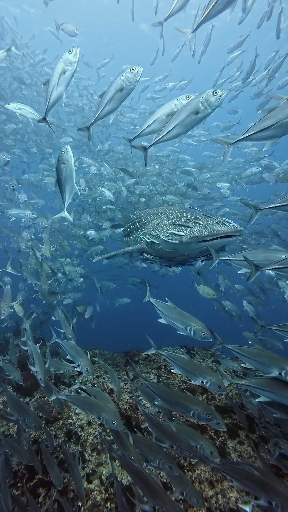 タオ島ダイビング セイルロック