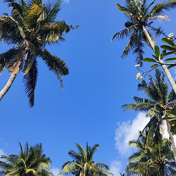タオ島夏入り！！！ アイキャッチ画像