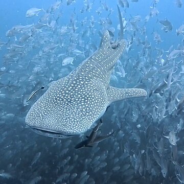 遅刻しちゃったけど…タオ島で待ってます アイキャッチ画像
