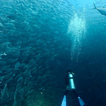 【タオ島ダイビング】圧巻の魚魚魚！「群れ×群れ」が織りなす奇跡のコラボレーション アイキャッチ画像