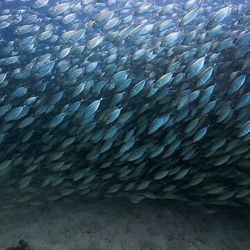 【タオ島ダイビング】視界ゼロの魚の壁！？テルメアジの大群に巻かれる圧巻の水中世界 アイキャッチ画像
