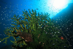 タオ島、アドバンスコース
