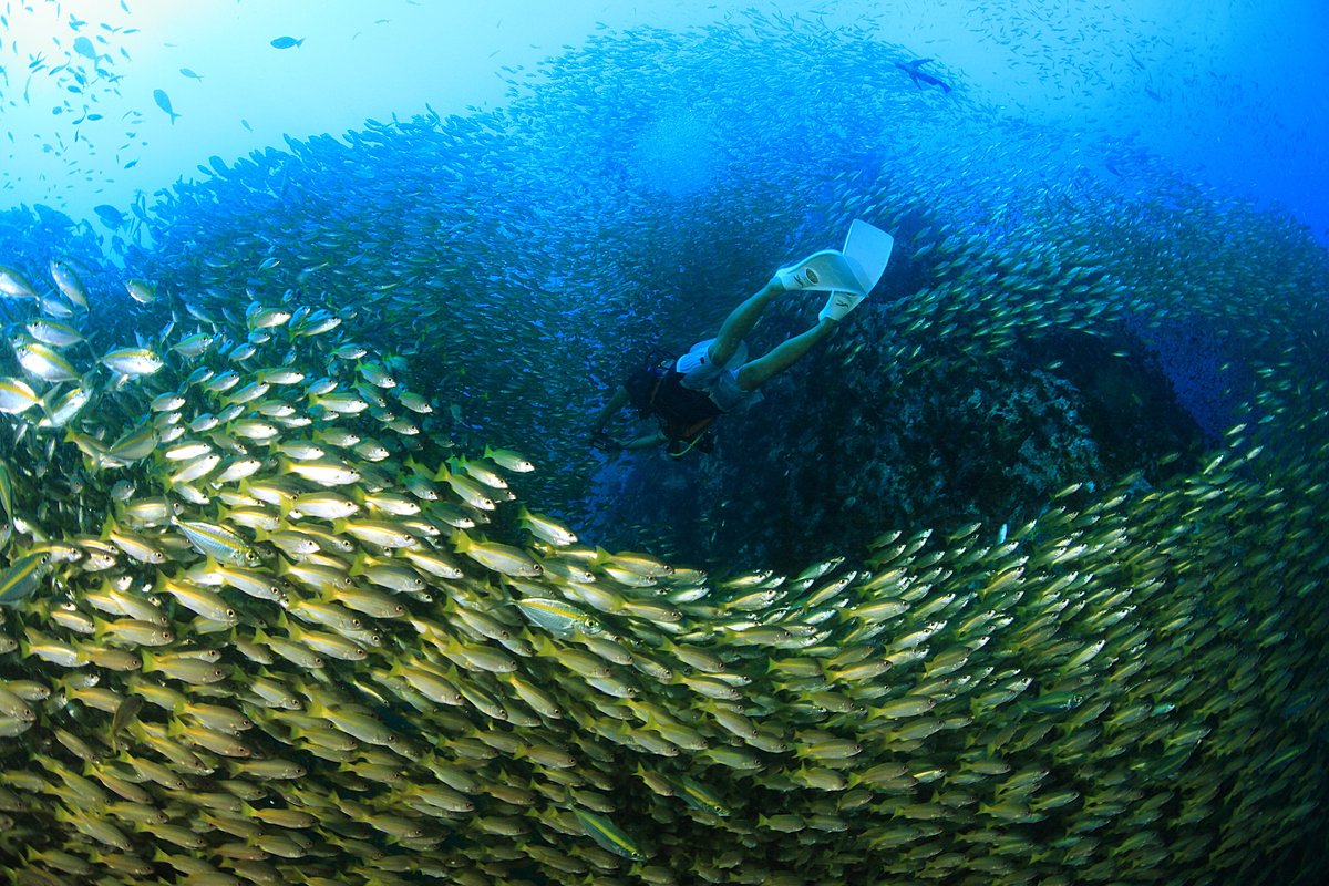 タオ島,ファンダイブ