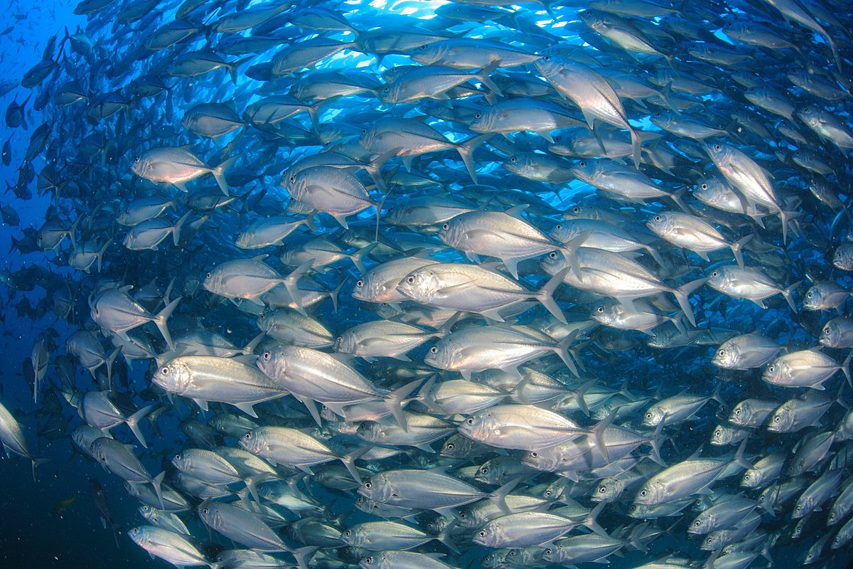 セイルロック、タオ島、ギンガメアジ