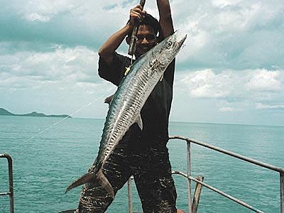 タオ島、フィッシング、釣り