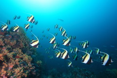 ミャンマー、水中写真、ノースロック