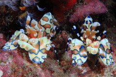 シミラン諸島、フリソデエビ、水中画像