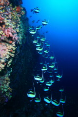 ミャンマークルーズ、水中画像